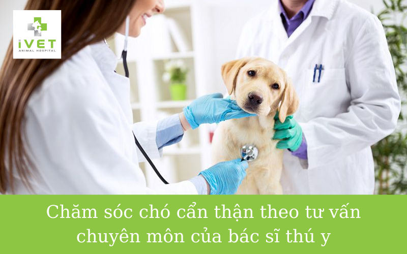 Chăm sóc chó bị bệnh sài sốt 