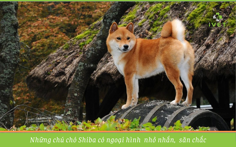 Tìm hiểu về giống chó Shiba