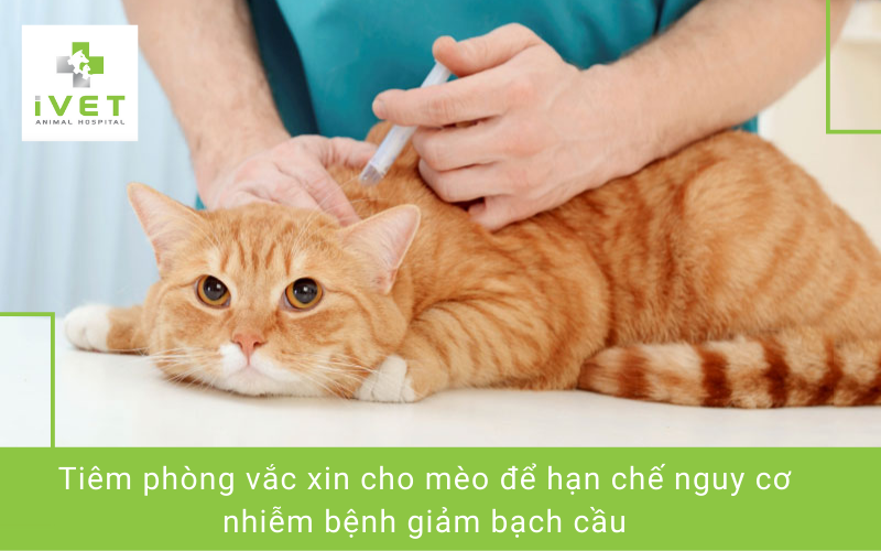 Cách phòng ngừa bệnh giảm bạch cầu ở mèo