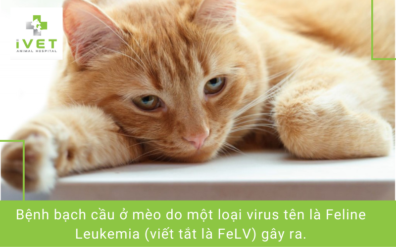 Nguyên nhân gây bệnh bạch cầu ở mèo