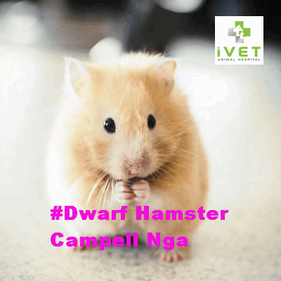 Chuột Dwarf Hamster Campbell Nga