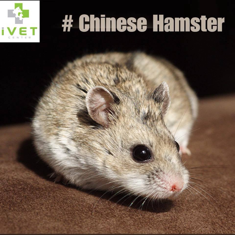 Chinese Hamster - Hamster Trung Quốc