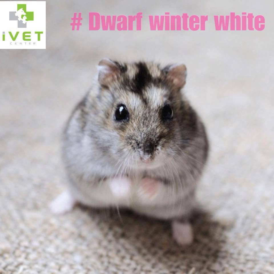Dwarf  Winter white Russian Hamster (Chuột Hamster Nga)
