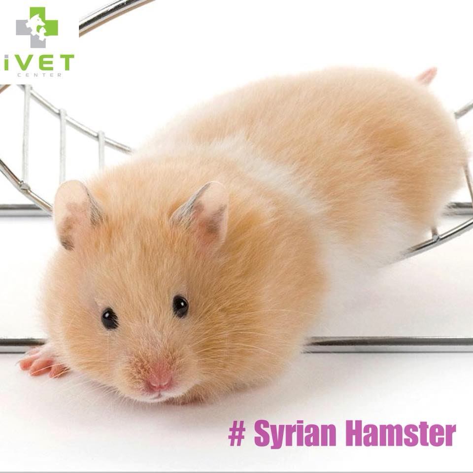Syrian Hamster - Loài chuột Hamster phổ biến thế giới