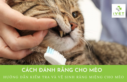 Hướng dẫn cách vệ sinh răng cho mèo sạch, an toàn