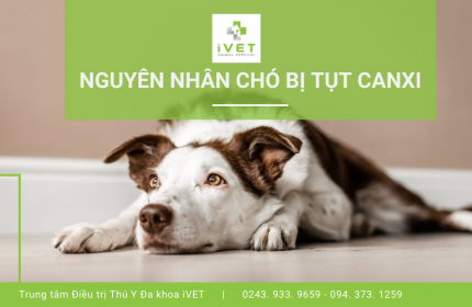 Chó bị tụt canxi: Nguyên nhân và cách bổ sung canxi cho chó hiệu quả