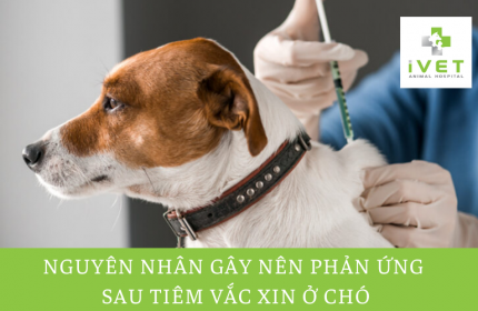 Nguyên nhân gây hiện tượng phản ứng sau tiêm vaccine ở chó