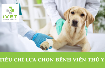 Tiêu chí lựa chọn bệnh viện thú y chuyên nghiệp tại Hà Nội