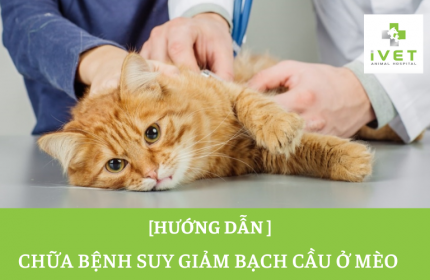 Hướng dẫn cách chữa giảm bạch cầu ở mèo hiệu quả