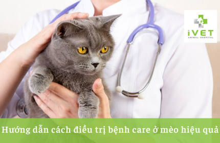 Mèo bị bệnh care nguyên nhân và cách điều trị hiệu quả