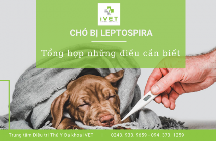 Bệnh Leptospira ở chó và những điều chủ nuôi cần biết