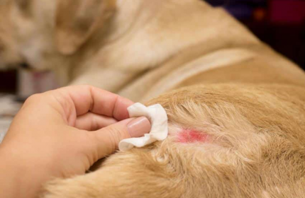 Nguyên nhân, biểu hiện chó bị viêm da ở chó và cách thức điều trị