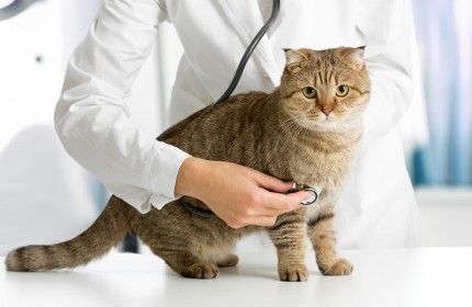 Mèo bị nấm da rụng lông | Nguyên nhân và cách chữa trị