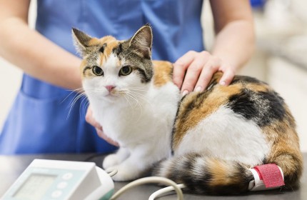 Giải đáp thắc mắc: Bệnh bạch cầu ở mèo có lây không?