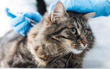 Does a cat need to booster anti-rabies vaccine after being bitten?