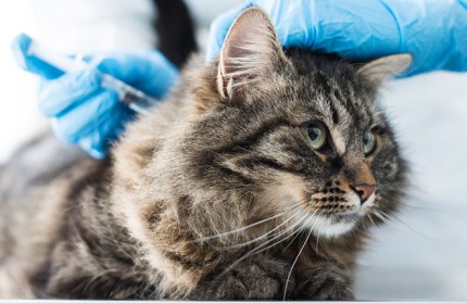 Does a cat need to booster anti-rabies vaccine after being bitten?
