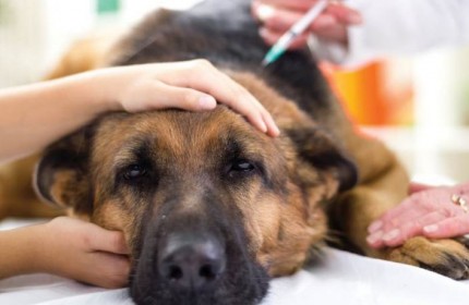 10 Biểu hiện cho thấy Chó cưng của bạn có nguy cơ mắc bệnh Tim
