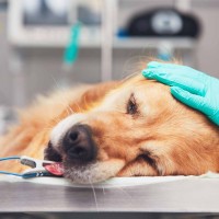 10 Biểu hiện cho thấy Chó cưng của bạn có nguy cơ mắc bệnh Tim
