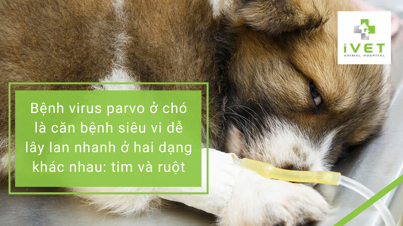 Bệnh virus parvo ở chó là gì?