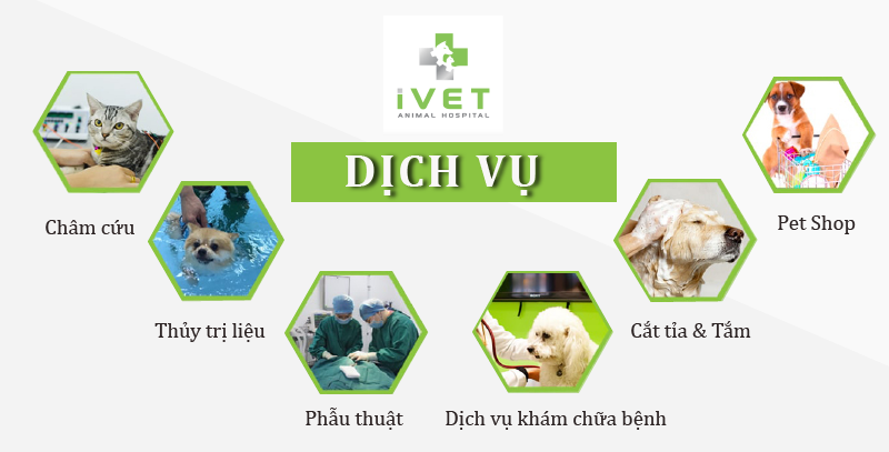 Các dịch vụ khám chữa bệnh tại trung tâm điều trị thú y đa khoa iVET