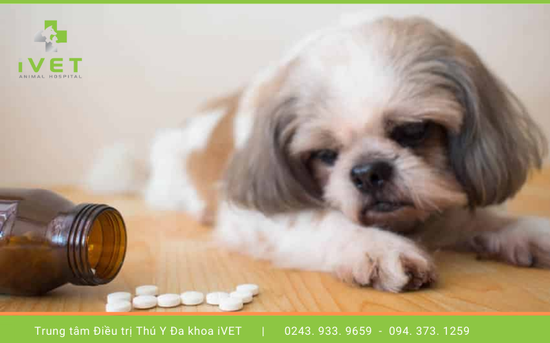 4. Điều trị hiệu quả bệnh viêm tử cung ở chó