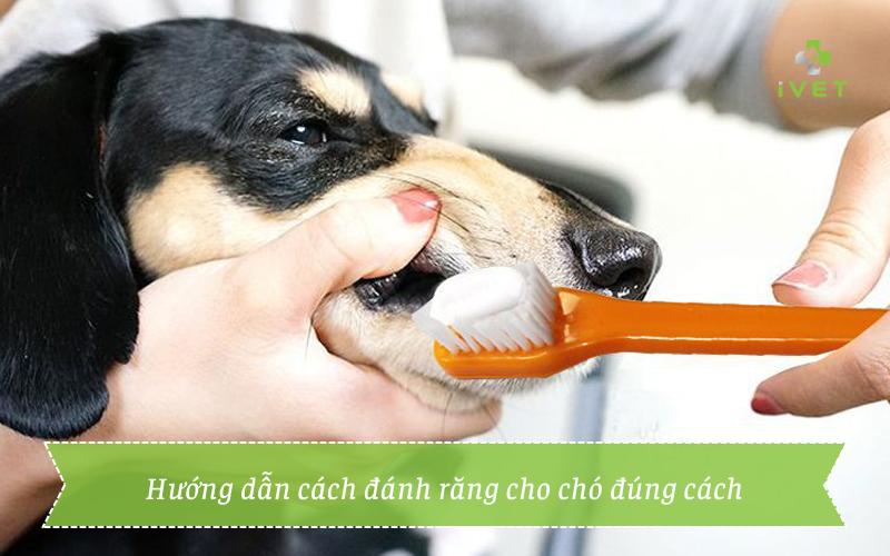 Hướng dẫn cách đánh răng cho chó đơn giản, đúng cách