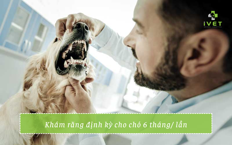 Lưu ý bảo vệ răng miệng của chó
