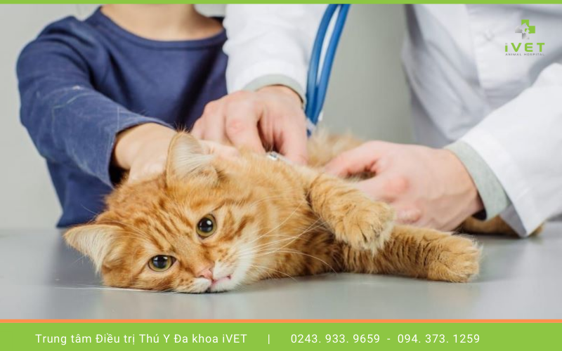 4. Điều trị hiệu quả tình trạng mèo thở gấp như thế nào?