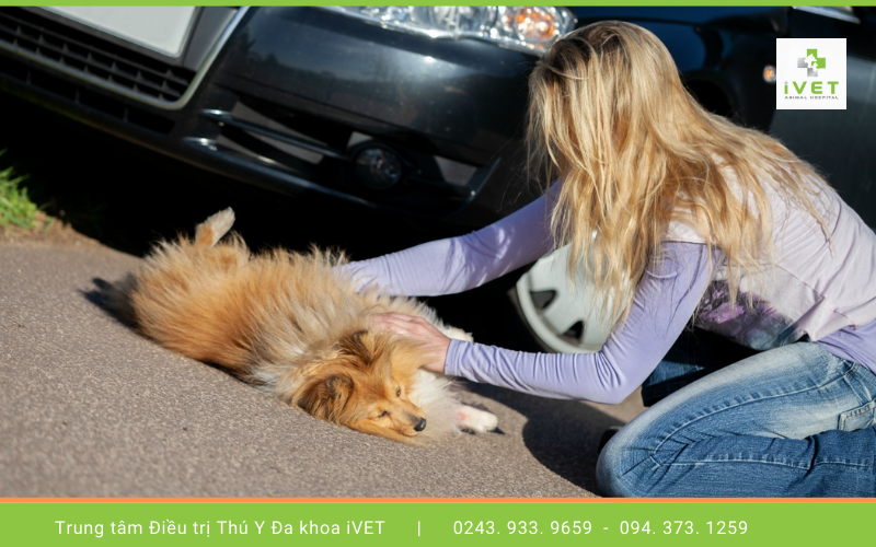 3. Thực hiện cấp cứu chó bị xe đụng cần lưu ý những gì? 