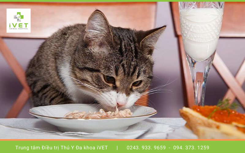 3. Một số loại thực phẩm mèo rất thích ăn 