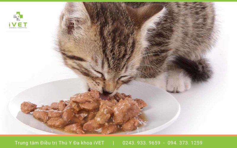 2. Cho mèo ăn gan thế nào thì đúng?