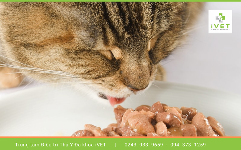 1. Mèo ăn nhiều gan có tốt không? 