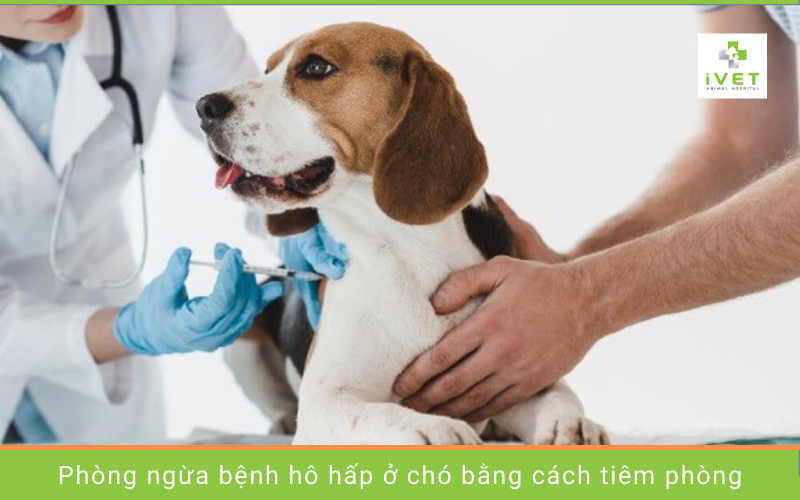 Cách phòng ngừa chó bị viêm hô hấp