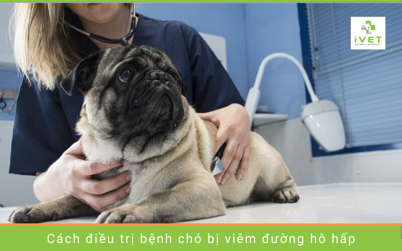 Cách điều trị viêm hô hấp ở chó