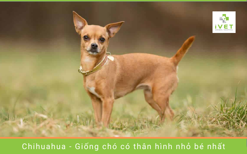 3. Chó Chihuahua