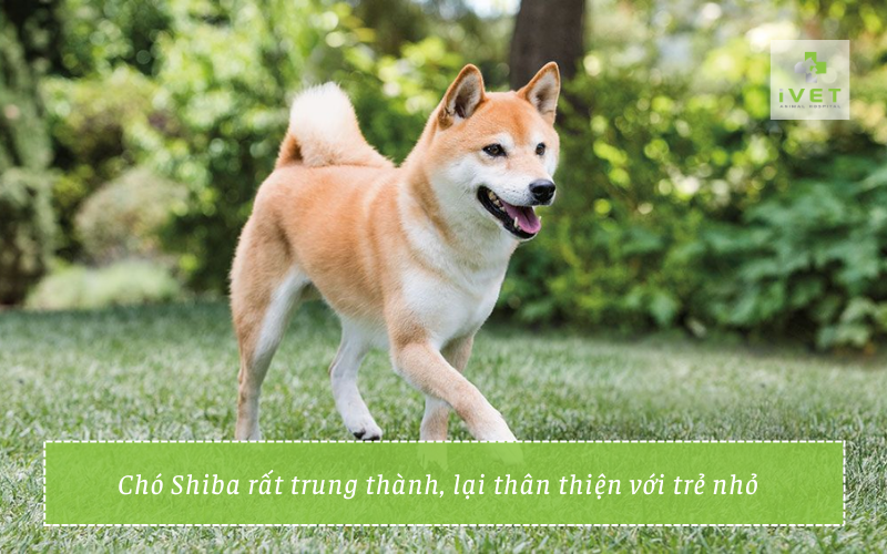 Có nên nuôi chó Shiba không?