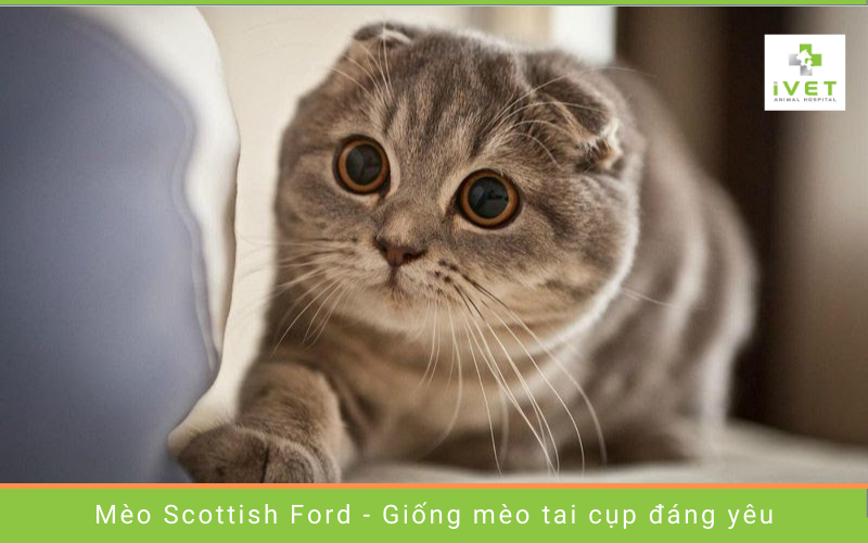 Mèo Scottish