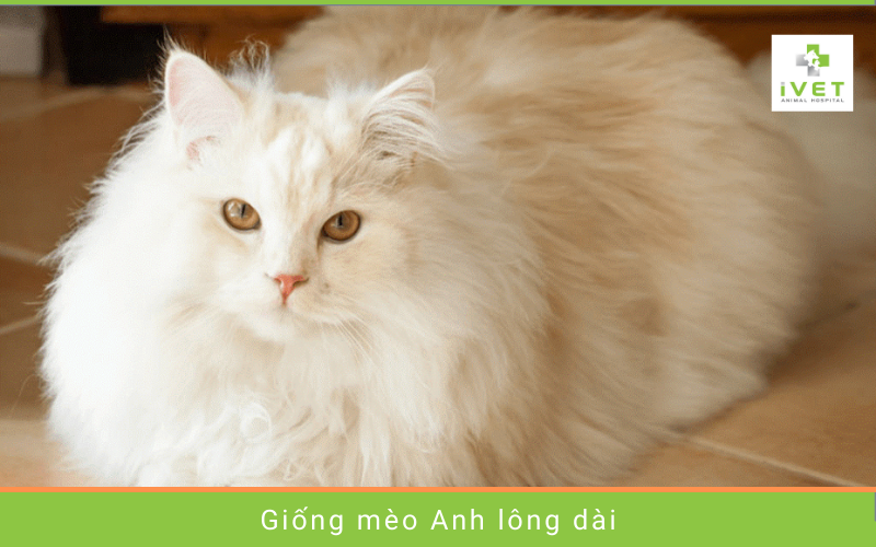 Giới thiệu về mèo Anh lông dài