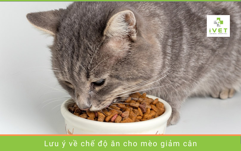 Lưu ý chế độ ăn uống của mèo