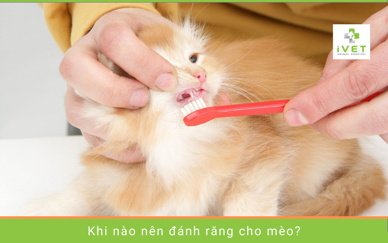 Khi nào nên đánh răng cho mèo?