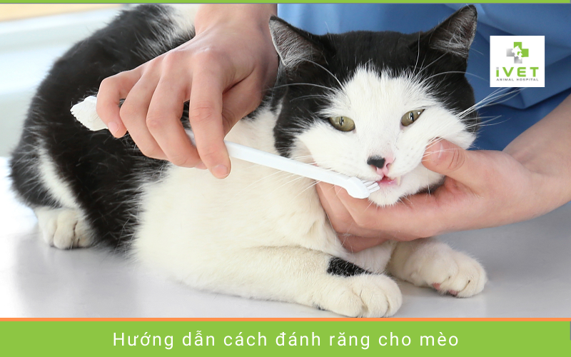 Hướng dẫn cách đánh răng cho mèo