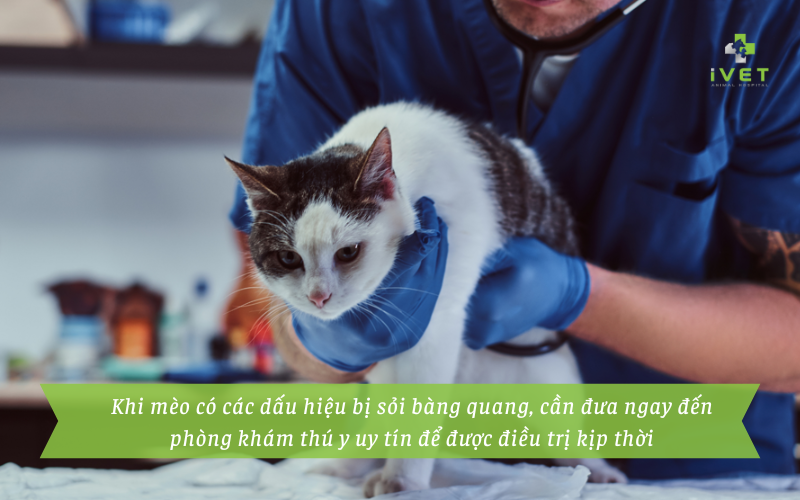 Điều trị sỏi bàng quang ở mèo như thế nào?