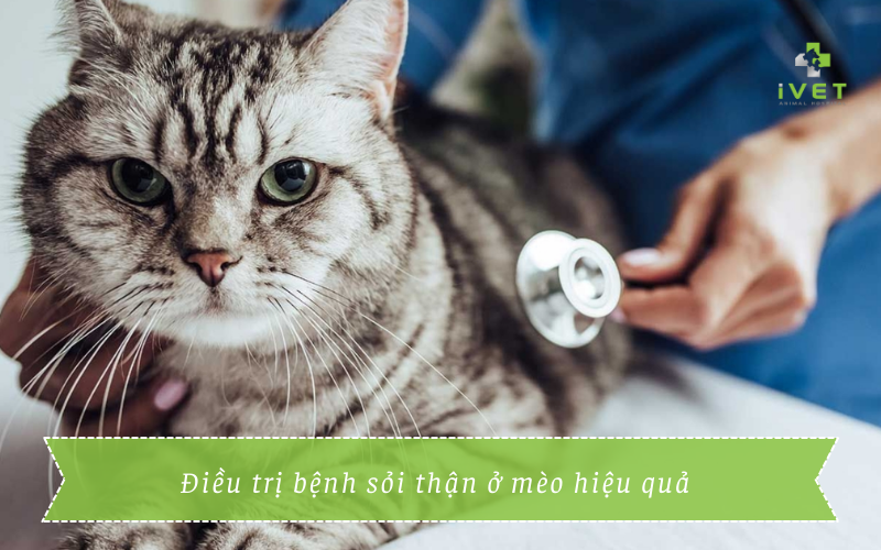Cách điều trị bệnh sỏi thận ở mèo