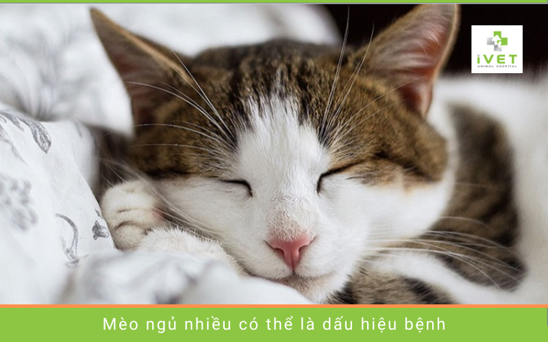 Mèo ngủ nhiều là dấu hiệu của bệnh gì?