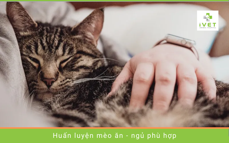 Lưu ý huấn luyện thói quen ăn - ngủ tốt cho mèo