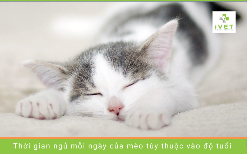Mèo thường ngủ bao nhiêu tiếng một ngày?
