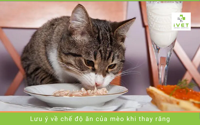 Lưu ý về chế độ ăn khi mèo thay răng