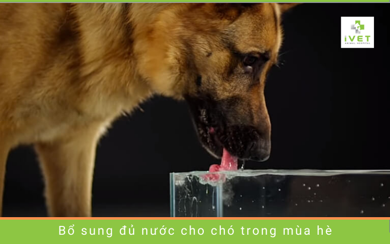 Cung cấp đủ nước uống cho cún