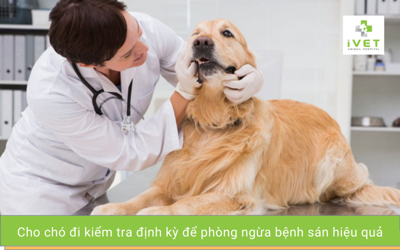 Cách phòng ngừa bệnh sán chó hiệu quả