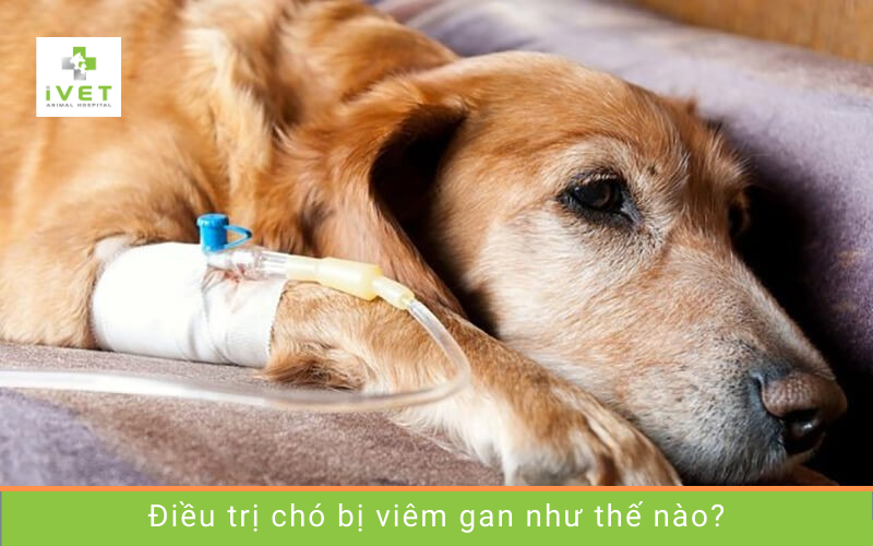 Bệnh viêm gan ở chó điều trị như thế nào?